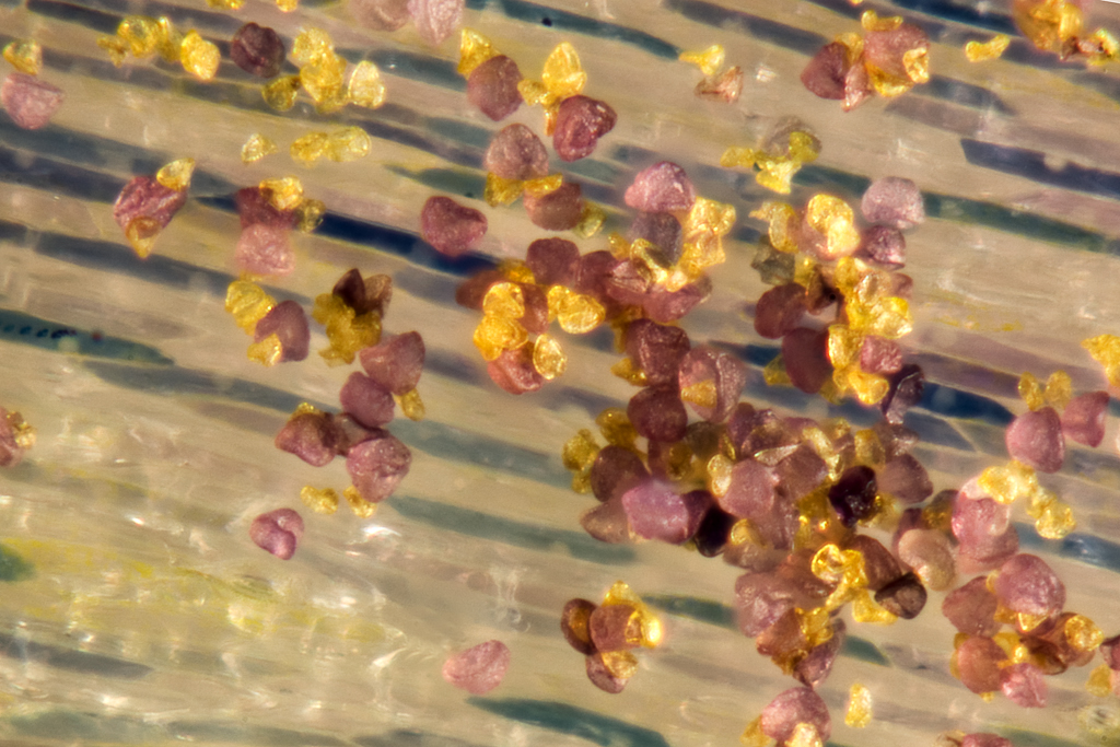 Tulip pollen on petal 17x magnification Linden Gledhill Flickr