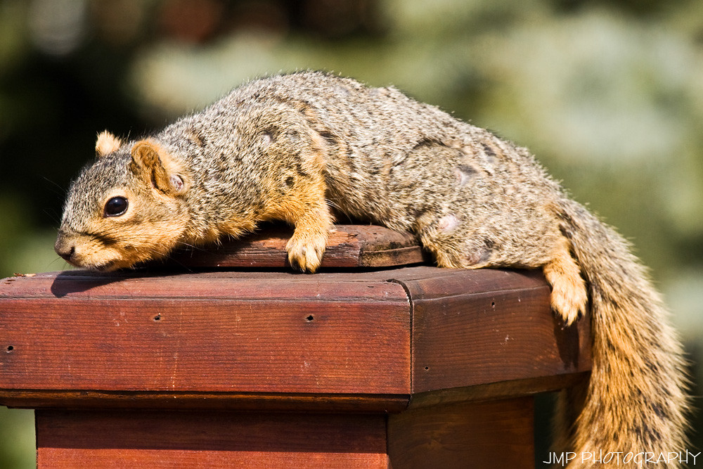 Warm Weather Begging Warm Weather Begging Fox Squirrel Mic… Flickr