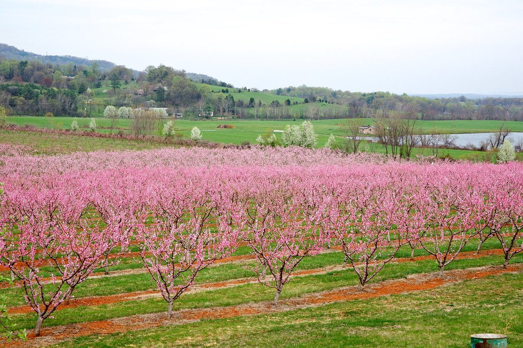 Peach orchard in bloom Karen Blaha Flickr