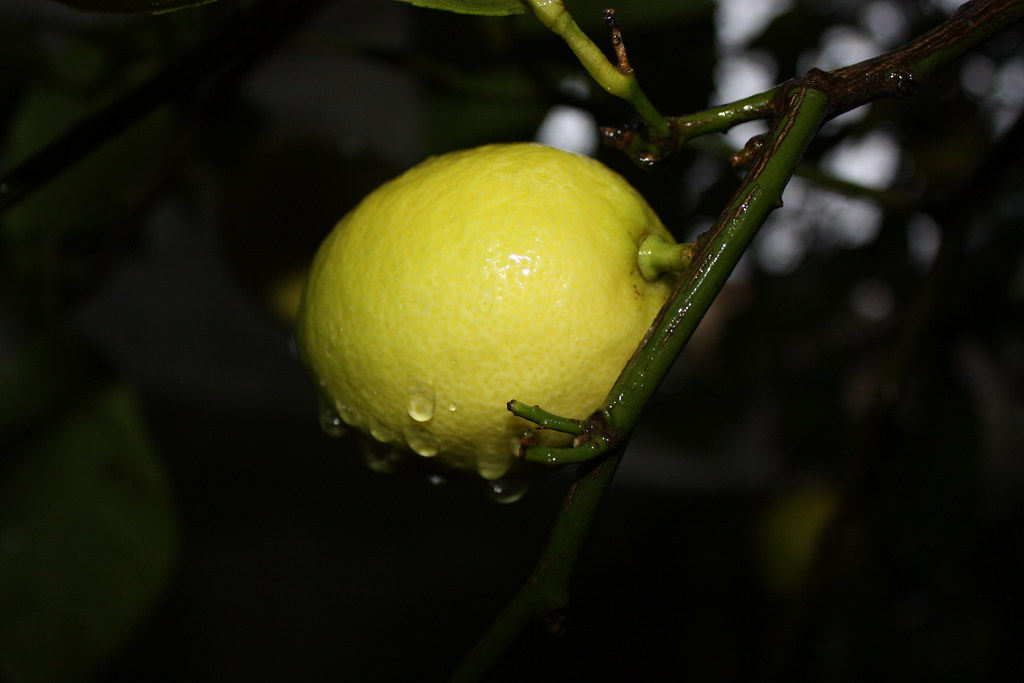 And all that I can see... Is just another lemon tree! Cill… Flickr