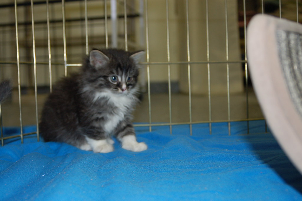 KITTENS! Lowell Humane Society Flickr