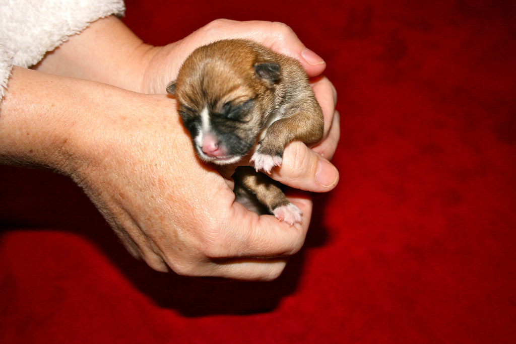 New Baby Puppy! Say hello to our 4 day old Rat Terrier; Ch… Flickr