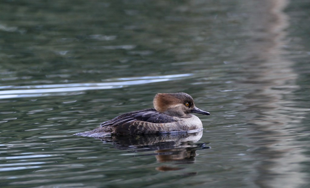 Hooded Merganser Skidaway Island, Chatham County, Peter
