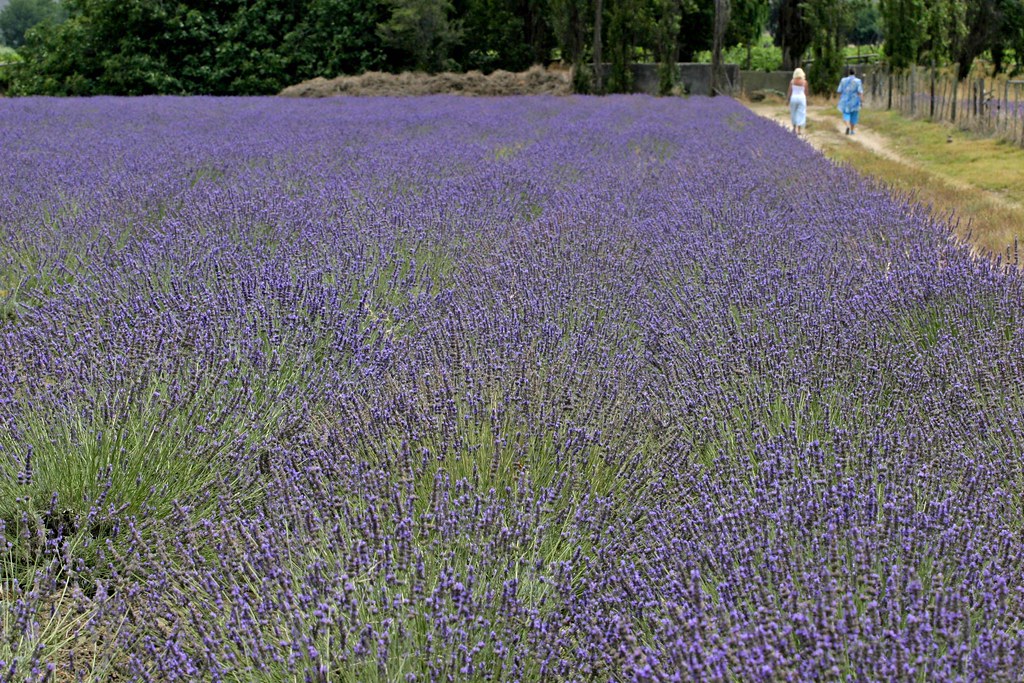 Lavender Farm Ladysmith, South Africa Lavender farming h… Flickr