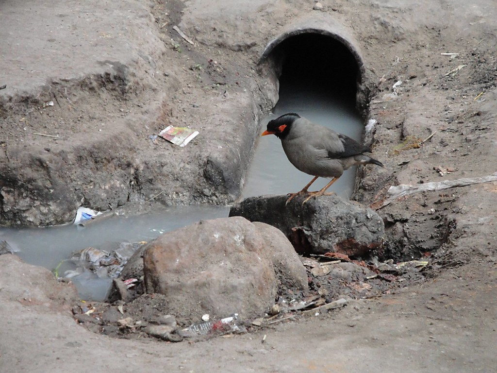 Sewer bird A bird by an open sewer drain in the Pushkar ma… Flickr