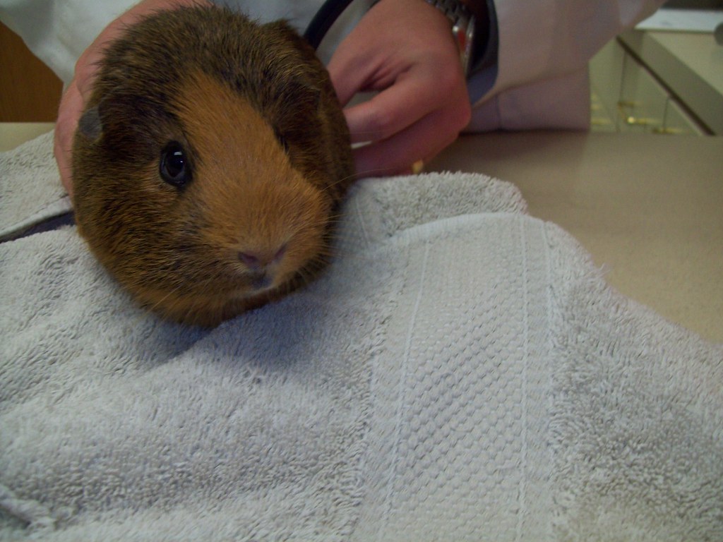 Guinea Pig Olathe Animal Hospital in Olathe, KS Flickr
