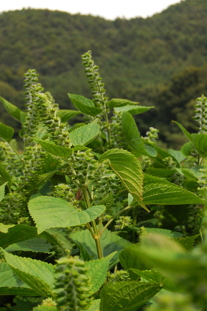Korean Sesame Plant every wonder where sesame seeds come f… Flickr