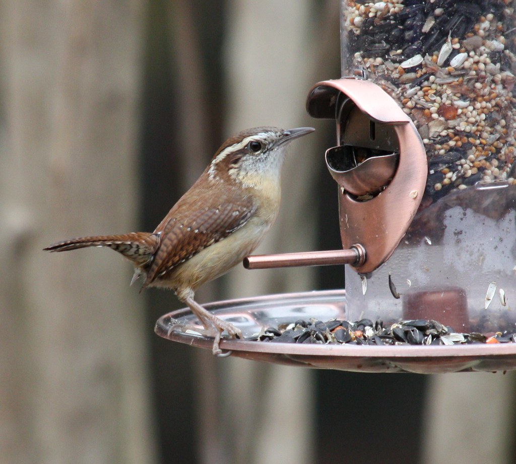 Backyard Bird Feeder Carolina Wren Summerville, South Car… Flickr
