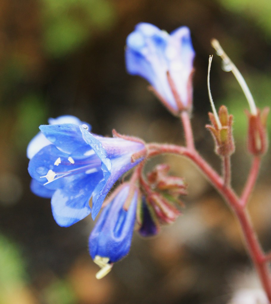 Phacelia campanularia (Desert Blue Bell) Karl Gercens Flickr