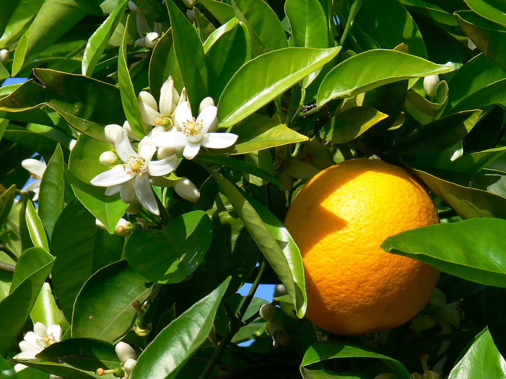 Orange blossoms San Marcos, California Jim Mullhaupt Flickr
