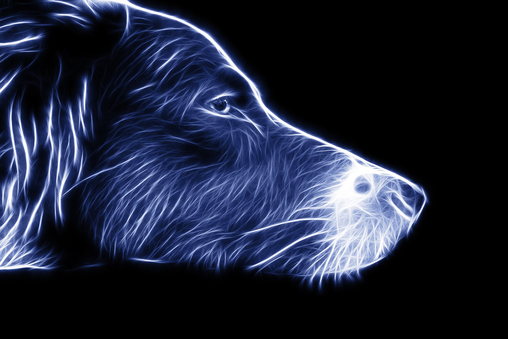 My lightning Dog My Border Collie " Fly " Digitalholgi