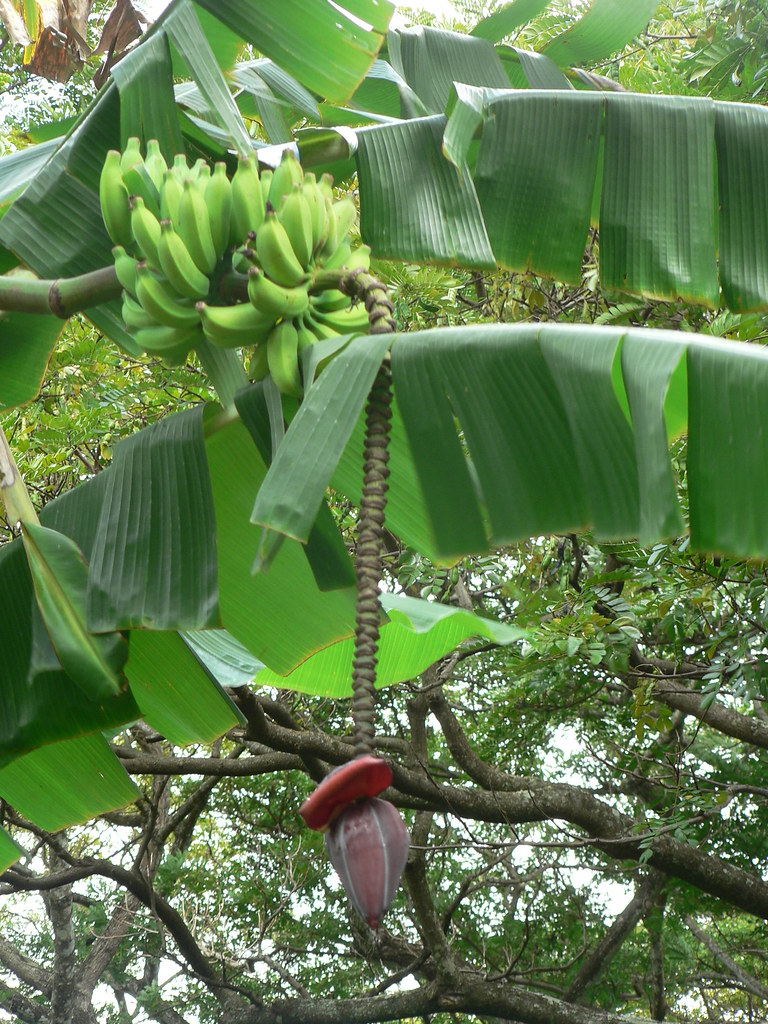 Bananas and flower Does this define exotic?? Nancy Oltman and Pat