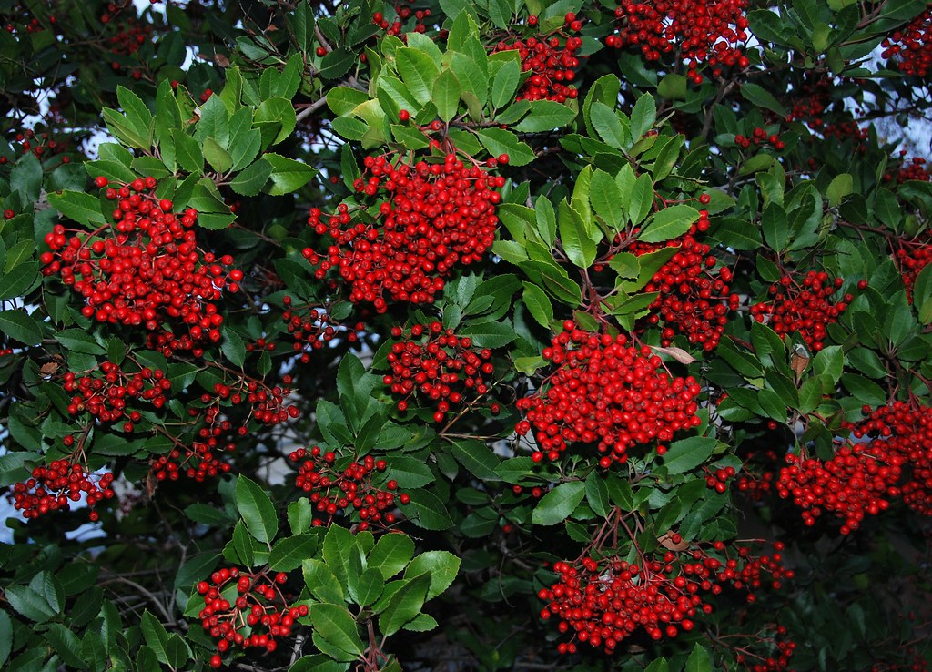 Flickriver Photoset 'Colors of Winter California Native Plants which