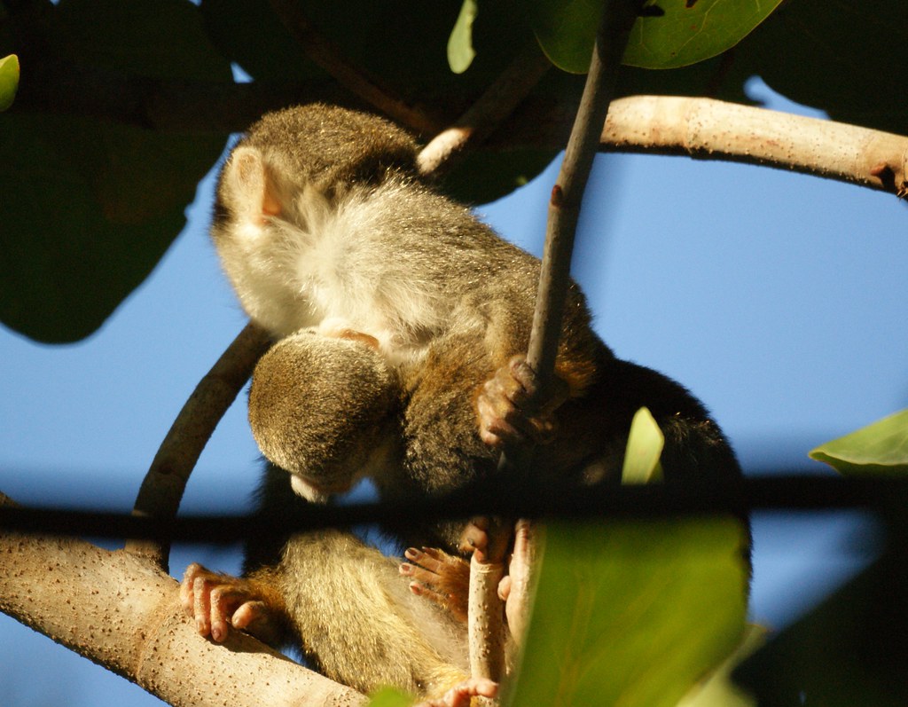 Squirrel monkey nursing Squirrel monkeys roam freely on th… Flickr