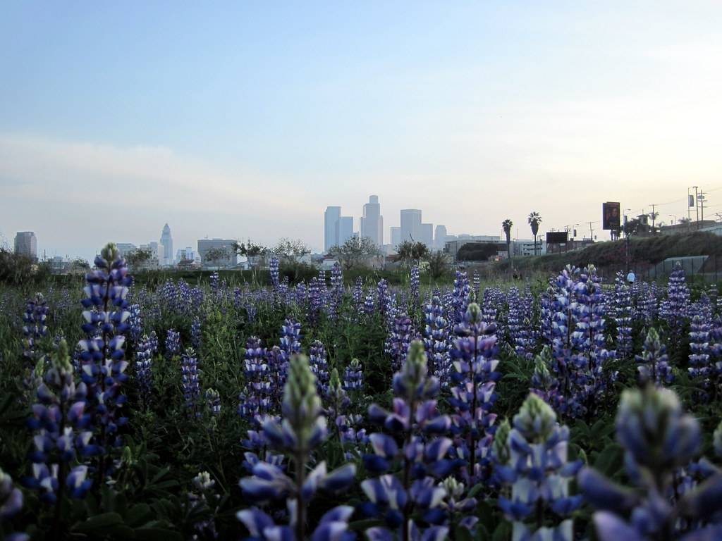 Christie's Flowers Downtown La Los Angeles Flower District 474
