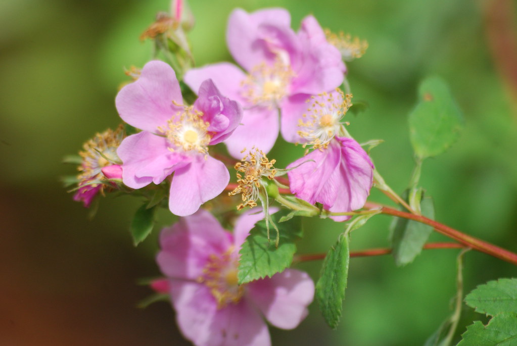 Ca Wild Rose California Rose Rosa californica in the Botan… Flickr