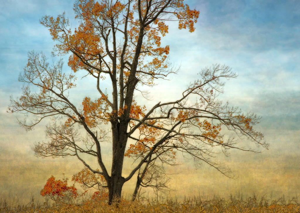 Tout l'automne à la fin n'est plus qu'une tisane froide. Flickr