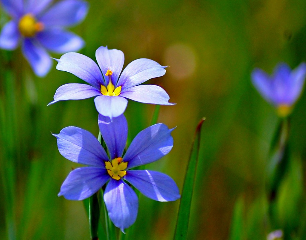 Wildflowers of North Texas Flickr