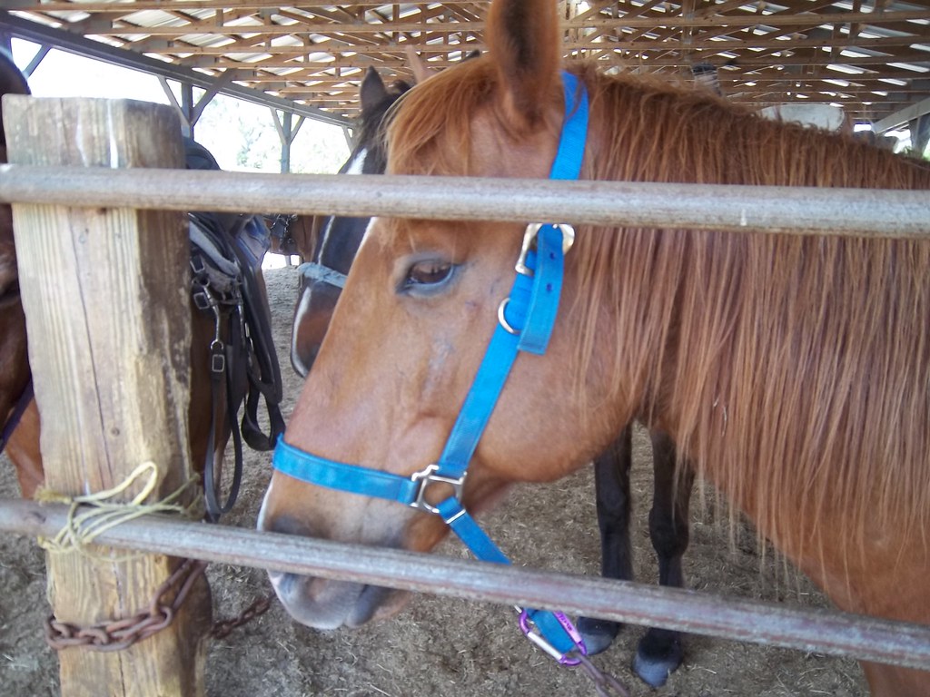 Buddy Horse World Stables Disney Area Horse World Stable… Flickr