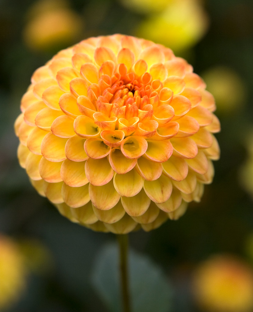 Yellow PomPom Dahlia © All rights reserved Clumber Park W… Flickr