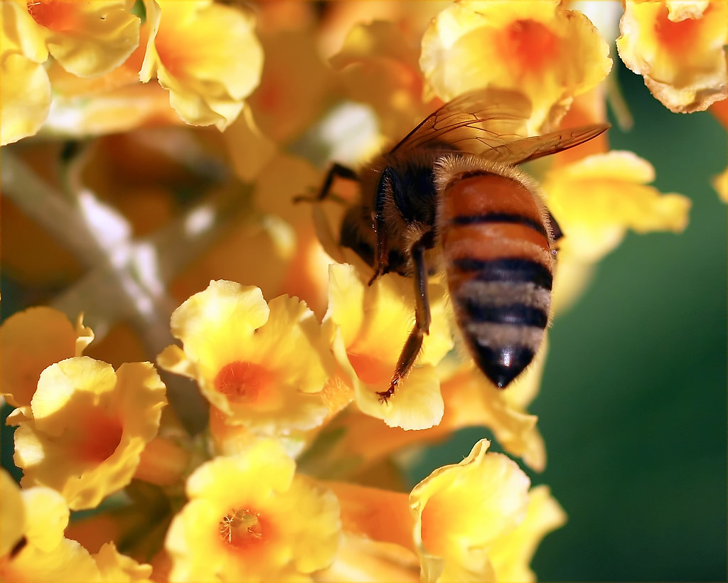 Lantana and Bee Olympus E30, Zuiko 50mm Macro f/2.0 12 l… Flickr