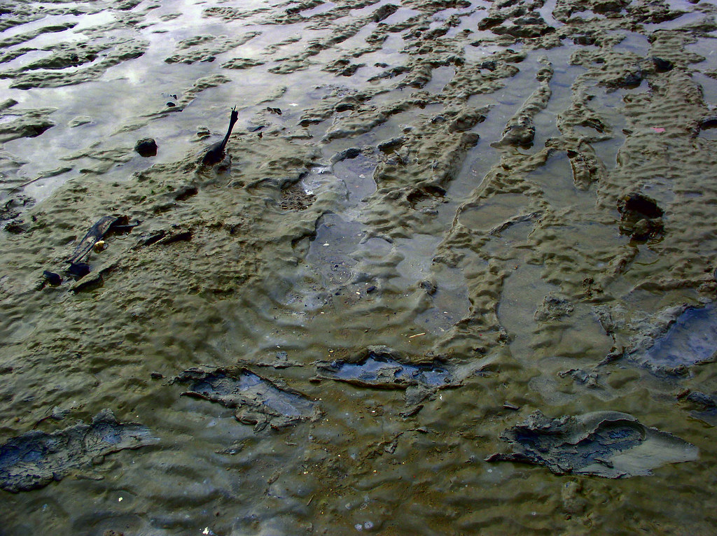 Toxic Sludge This was once a sand beach, but is now so pol… Flickr