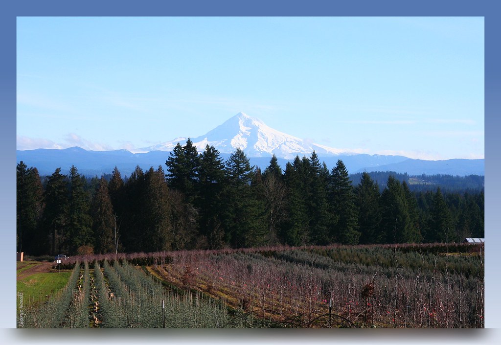 Damascus, Oregon 1/27/10 Okay, I know it looks likes it's … Flickr