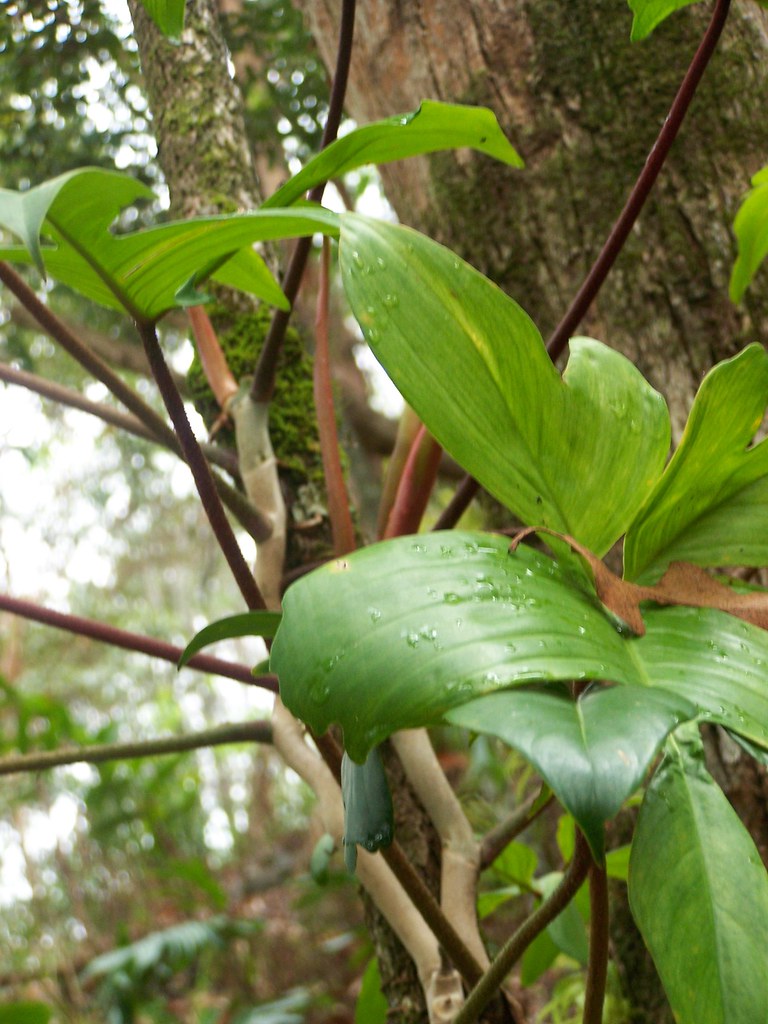 PHILODENDRON CREEPER creeper in the forest YAZMDG (19,900 images