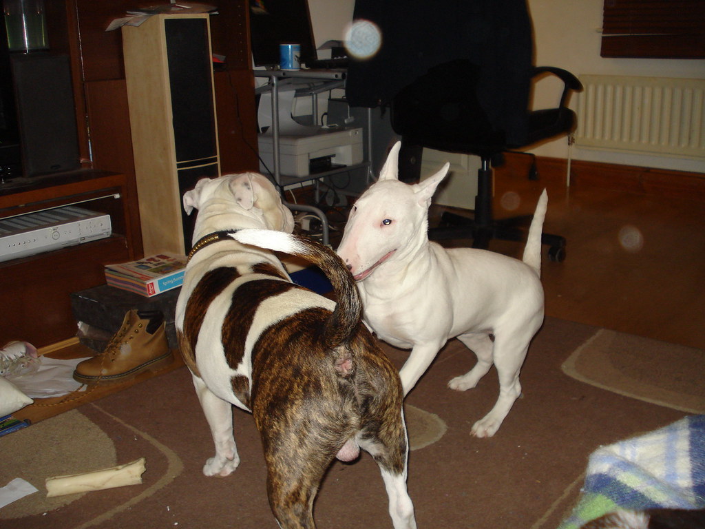 staffy v english bull terrier staffy and english bull