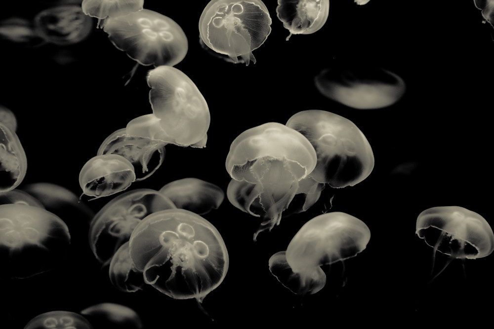 Moon Jellyfish, Black and White a photo on Flickriver