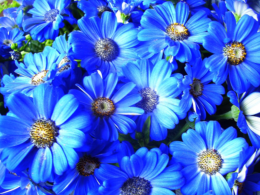 Cool Season Flowers/Cinneraria FarleysAdventures Flickr