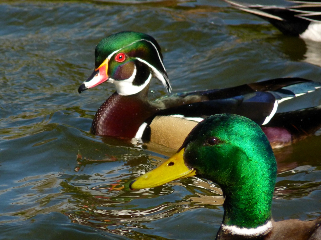 Wood Duck & Mallard Colors of Nature Green Heads Flickr