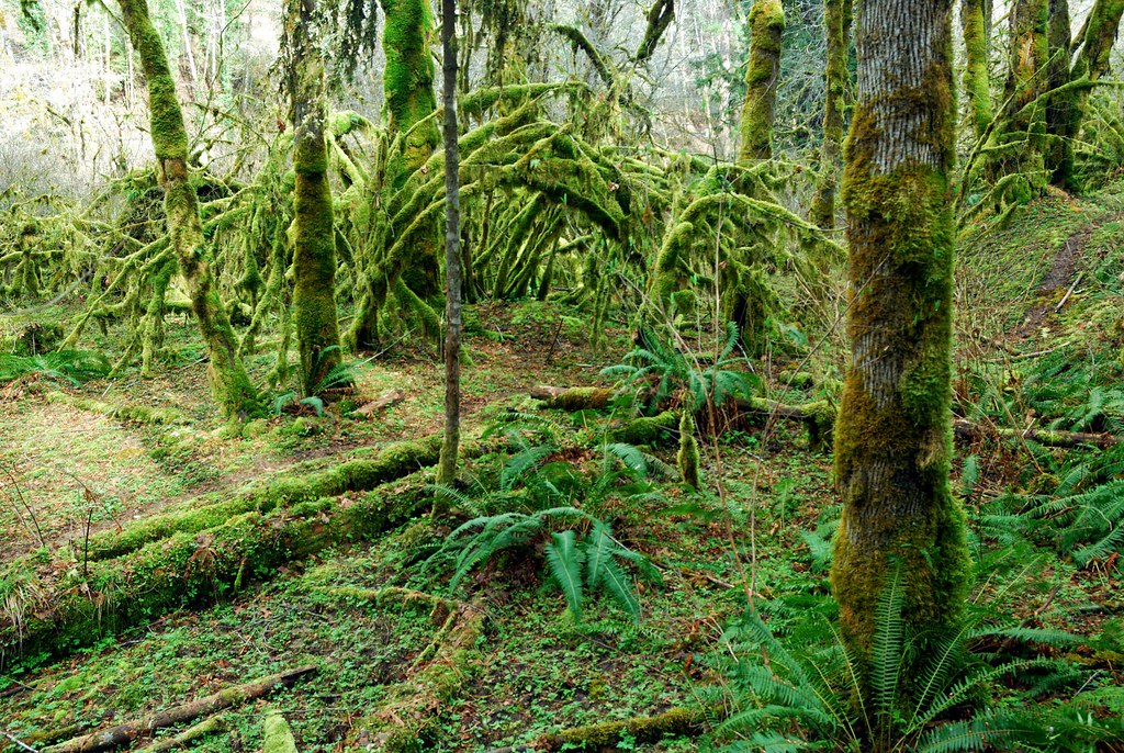 030310 049 Scaponia Park, ScappooseVernonia Highway, Co… Flickr