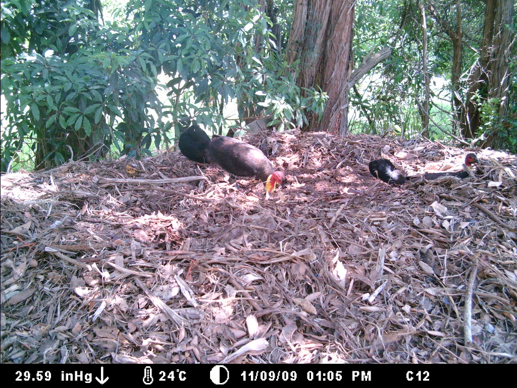 Australian Brushturkey Australian Brushturkey on mound Flickr