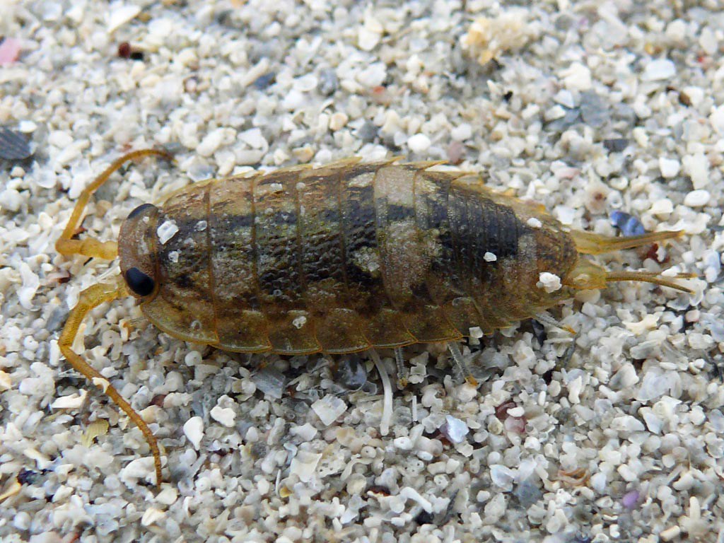 Beach Bug Unidentified beach bug spotted on Polin beach to… Flickr
