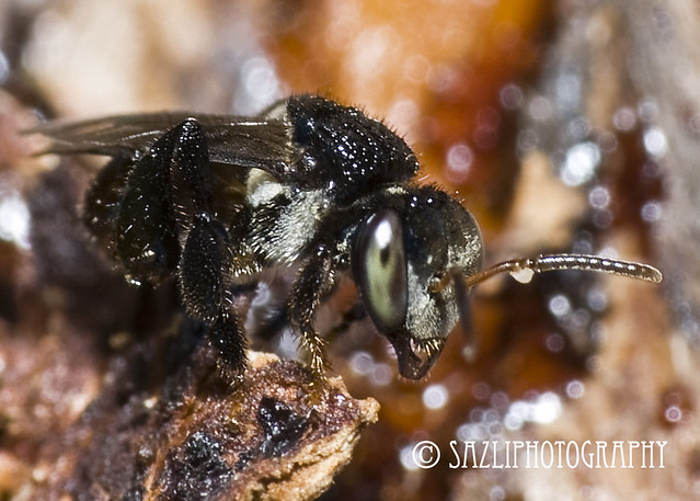Kelulut Kelulut is a local name for this small Honey Bee