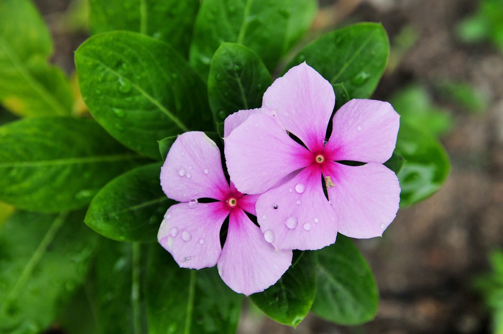 periwinkles2 Pic by Neil Palmer (CIAT). Generic shot of wi… Flickr