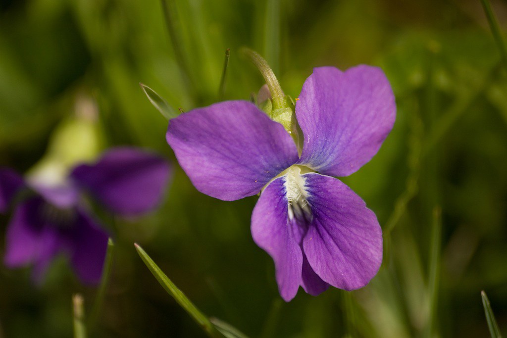 Prairie Violet Viola pedatifida. Neal Smith National Wildl… Flickr