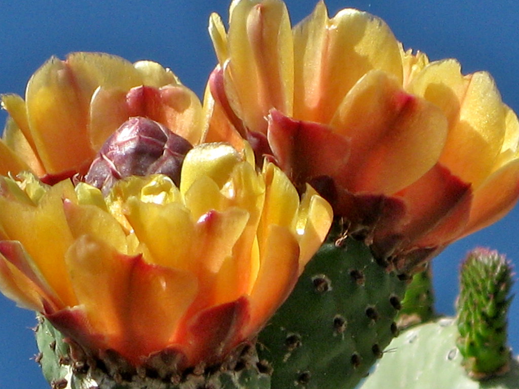 Nopales Cactus Prickly Pear Flowers Wonderful edible Cactu… Flickr