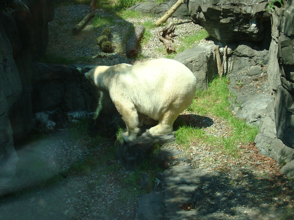 Polar Bear VI Taken on a trip to the Central Park Zoo on 8… Flickr