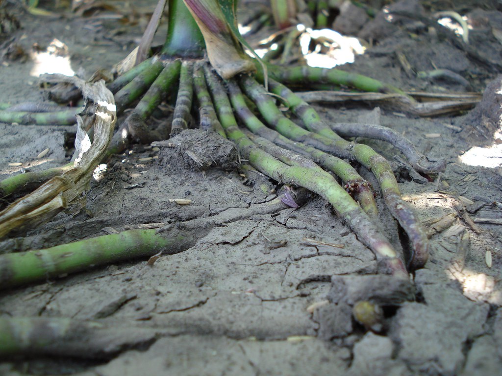 Corn Brace Root reaching for moisture_Darin McDaniel Flickr