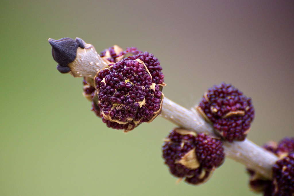 Black ash flowers Black ash (Fraxinus nigra) flowers emerg… Flickr