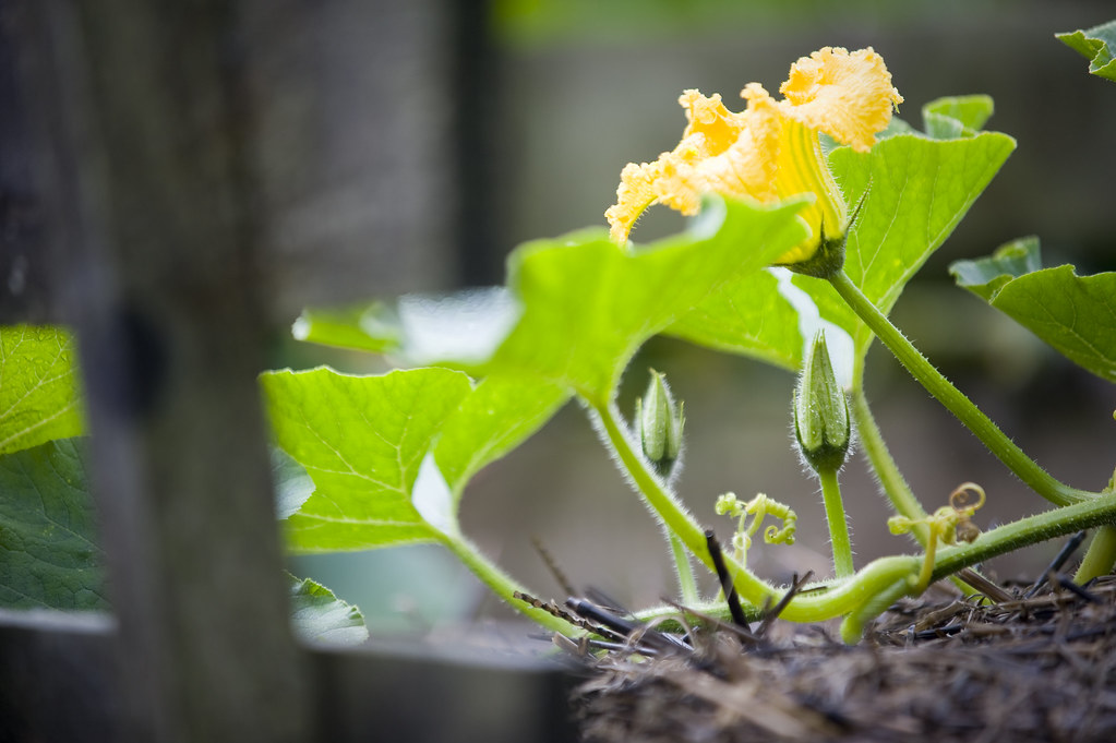 Courgette Flower ©ALLOTINABOX™ Courgettes, what a great pi… Flickr