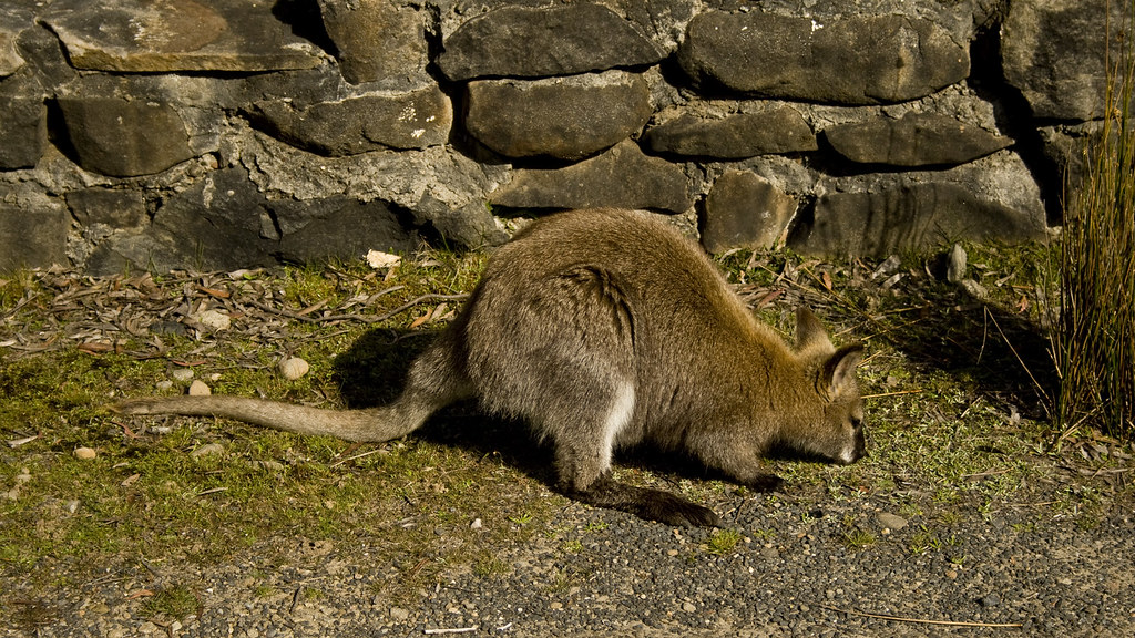 Jumping Jack michaelgreenhill Flickr