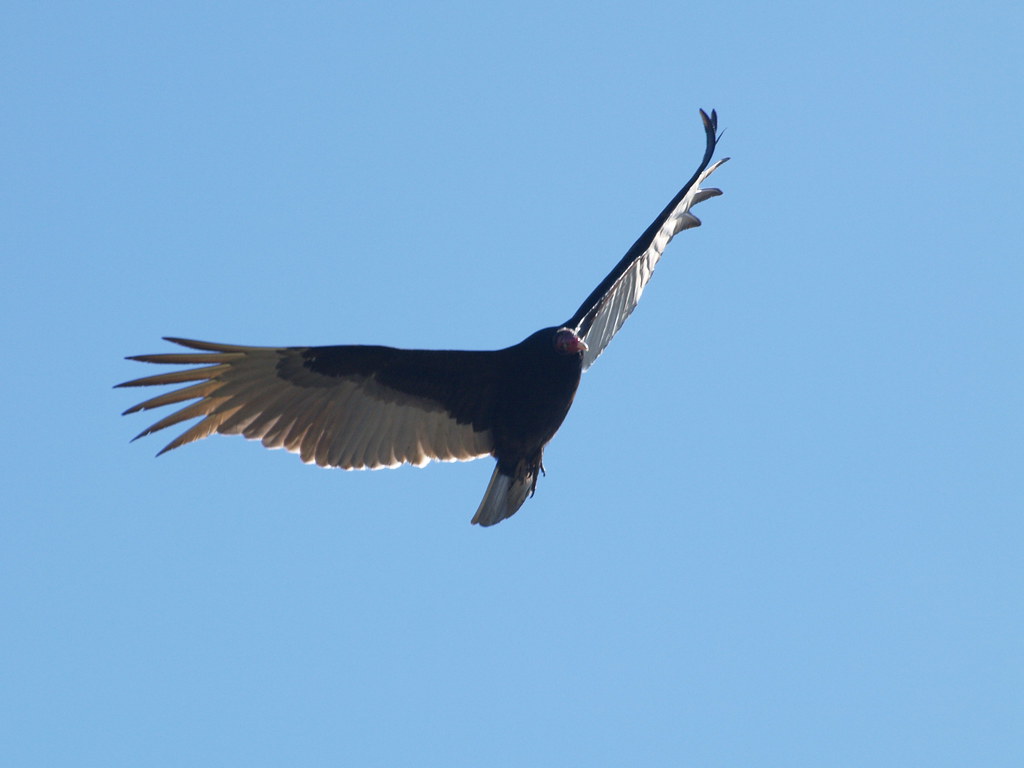 Houston Texas Turkey Vulture or buzzard low flying to eat … Flickr