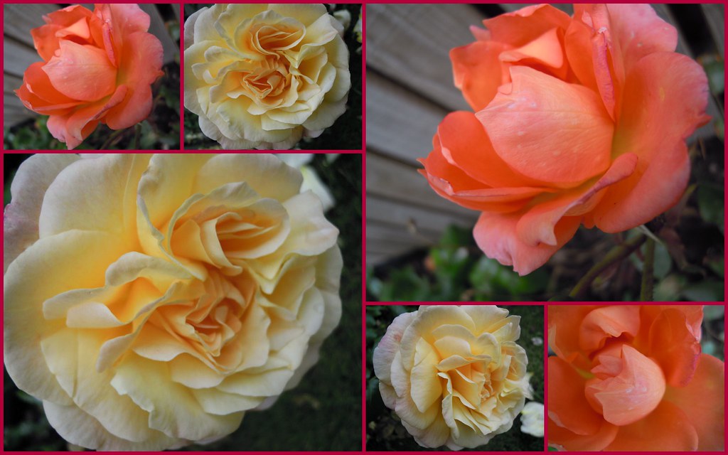 Roses Grow On you My mosaic with my most favourite flowers… Flickr