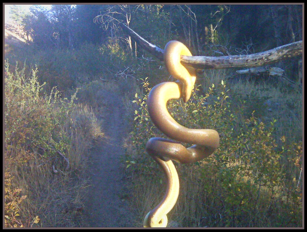 Rubber Boa Rubber Boa in Ash Canyon Photo by Lester Fitz… Flickr