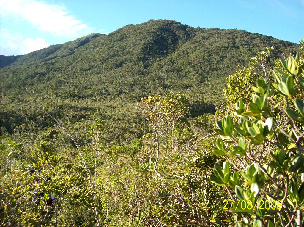 all bonsai The only existing “pygmy forest” in the Philipp… Flickr