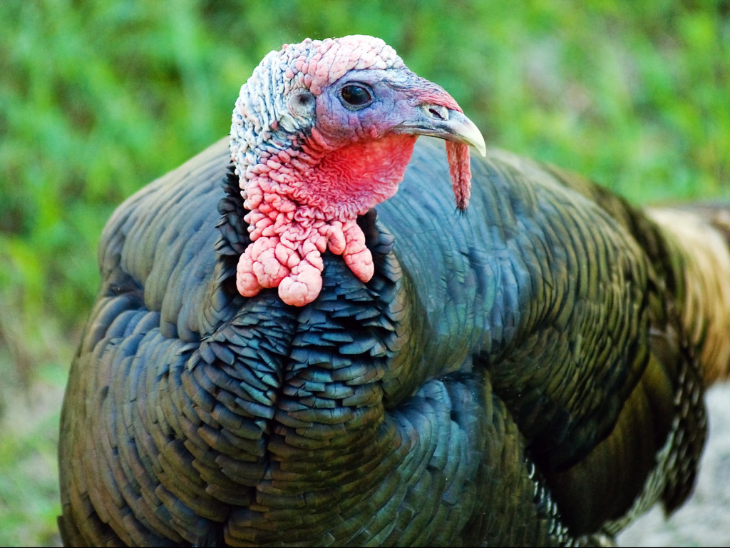 Wild Turkey Adult male Wild Turkeys have a large, featherl… Flickr