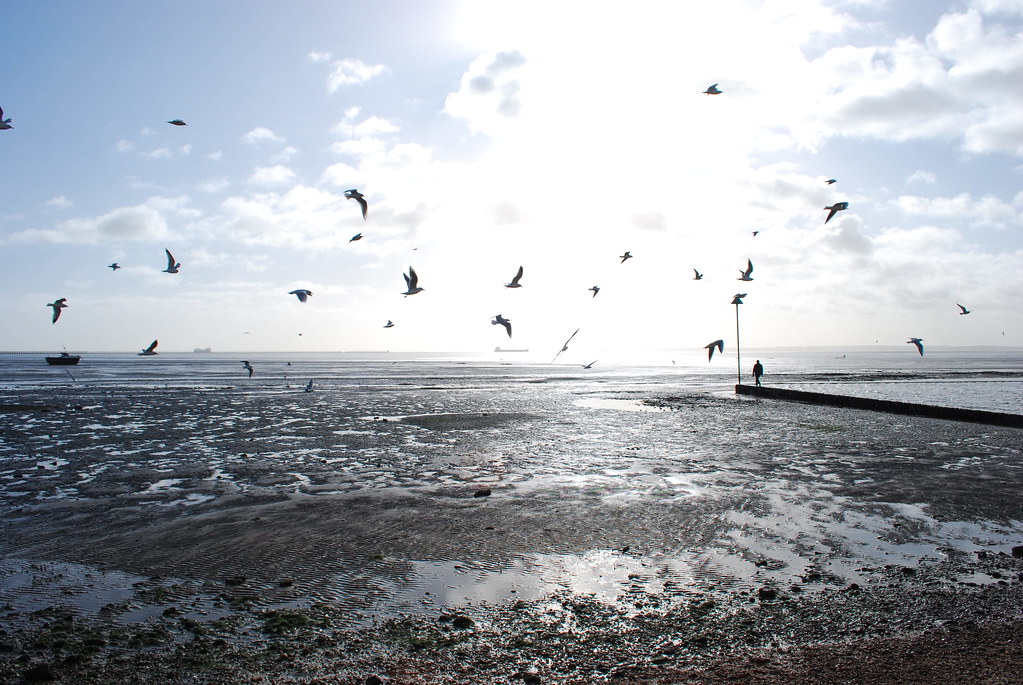 Gulls in Flight, Shoebury East Beach Michael Cox Flickr